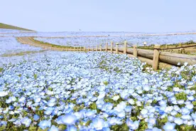日本日立海滨公园粉蝶花盛开，蓝色花海引人沉醉图片