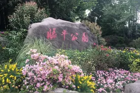杜鹃也会“葛优躺”，有的叶子带有玫瑰香，关于杜鹃的一切，今天听“杜鹃王”讲解图片