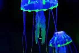 灯塔水母，有永生能力的生物图片
