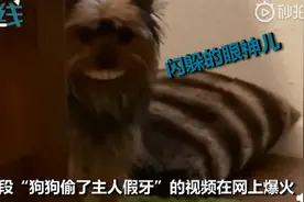 狗狗偷走主人假牙戴上，扭过头来一脸无辜眼神闪烁，主人却笑喷了图片