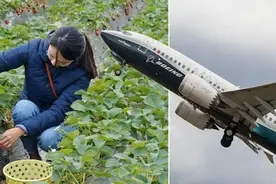 英农场因疫情招不到人，派包机接罗马尼亚工人“养活”英国人图片