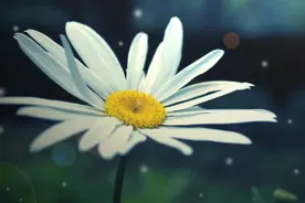 林巧虹‖天使裹在素衣里（诗歌）图片