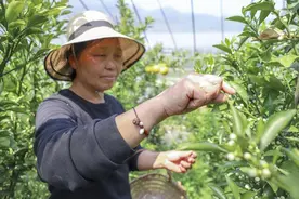 果品产销翻倍，果苗成为新宠，下管的春香柚很“香”图片