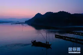福建霞浦：海带迎来收获季图片