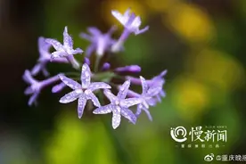 一分钟学会，家门口也能拍出水珠大片，快去试试图片