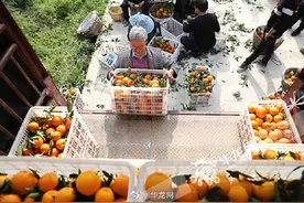 田间地头都是戏 重庆奉节有个“犟老头”卖橙玩转直播图片