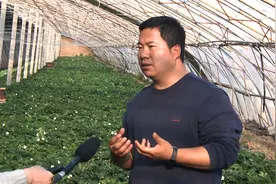 你吃过白草莓吗？这里的“白雪公主”不一般图片