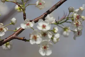 春风来 梨花开视频封面