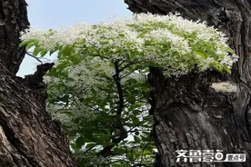 组诗丨朝花夕诗图片