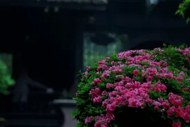 暮春时节，杜鹃花开，来都江堰感受“花中西施”的魅力吧~图片
