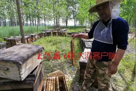 蹊跷！100多箱蜜蜂突然死亡 跟之前拉过的一车货有关？图片