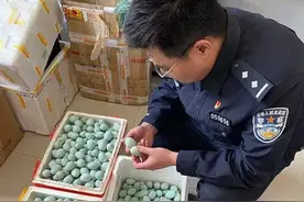 夫妻俩掏野生鸟蛋 饭店收购销售：一起抓图片