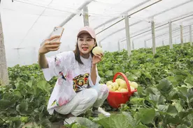 扶贫大棚来了带货网红，半小时帮贫困户卖出3400斤甜瓜图片