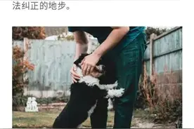 听话的狗狗是怎么养成的？图片