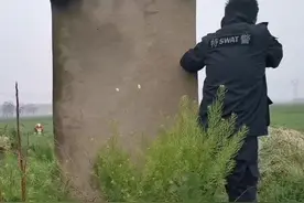 “砰！砰！”疯牛失控见人就顶，漯河特警连开两枪击毙图片