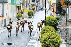在路上昂首阔步！日本奈良市内出现鹿比人多的景象图片