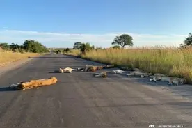 8只狮子躺在马路上睡大觉！人类被圈养，有些动物撒得更欢了图片