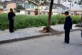 江苏泰州：姜堰这个交通路口一大狗长时间“逗留”，最后这样处理图片