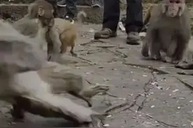 绑鼠戏猴、给猴测孕，该批的不只是网络主播图片