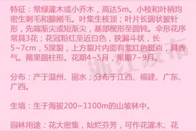 这几种白色的野花，你都认识吗图片