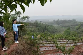 生活重启｜药果套种提升效益 昔日杂草地如今变成李子中药林图片
