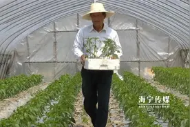种地一亩半，月入五六万！海宁大伯靠这小东西打开致富路图片