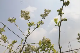 31秒丨济南市平阴县孔村镇：蓝莓花开 香飘十里图片