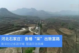 河北石家庄：香椿“采”出致富路视频封面