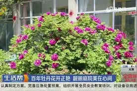 东营广饶：“百年牡丹”如期盛开，小院儿内春意盎然，村民心里美视频封面