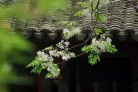 留不住的瓦房，回不去的故乡图片