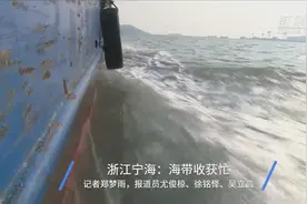 浙江宁海：海带收获忙视频封面