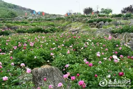 产业扶贫丨芍药绽放“致富”花图片