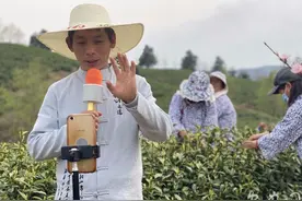 带货那些事｜“老茶农”变身“新主播”卖茶叶图片