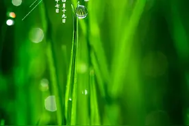 雨生百谷，最是人间四月天图片