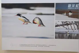 “会上树的鸭子”什么样？中华秋沙鸭生态摄影展等你来看视频封面