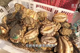 福建霞浦：藻贝混养喜收成视频封面