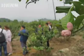 生活重启丨四川最大佛手柑基地 花果满枝丰收在望视频封面