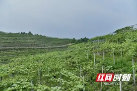 麻阳楠木桥村千亩猕猴桃花开 红心黄心蓝心夏天任你pick图片