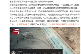 北京动物园回应老虎魔性转圈：已于3月下旬将这只老虎收回 进行矫正训练图片