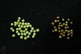 菜籽油为何是健康的食用油？图片