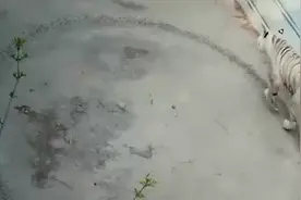 北京动物园回应老虎绕圈走：经过矫正训练后已恢复图片