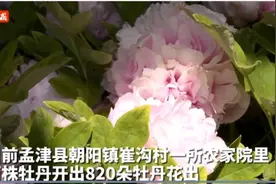 洛阳农家院里开出“牡丹花王”，单株牡丹花开超过400朵图片