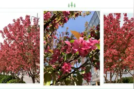 好消息！石家庄今年城区将新建6座街旁游园，看看都在哪→图片