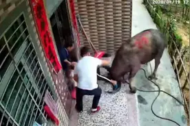 广东河源母子家门口被牛顶倒，1人住院，系附近食品站待宰牛挣脱图片
