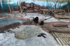 南宁市动物园恢复开放啦！一起“吸”大熊猫去图片
