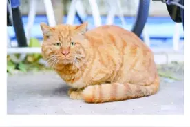 北大学生为校园流浪猫做图谱火了，一小时60万次"云吸猫"图片