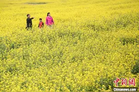 甘肃泾川千亩油菜花盛开 大地披金黄“地毯”图片