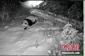甘肃野生大熊猫受伤跛脚行走 被监控拍下图片