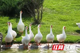 炎陵白鹅、攸县香干、仙都酱板鸭，够“土”够“味”图片