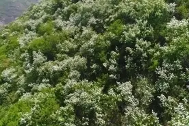 《瞰渭南》蒲城：山花烂漫迎春来 姹紫嫣红小太白图片